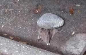 La cattiveria umana: giovane tortora uccisa con una pietrata a Finale Ligure