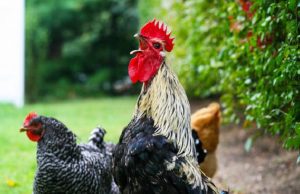 Gallo canta troppo forte e finisce in tribunale…per ora