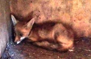 Giovane volpe affamata soccorsa ad Andora dall’Enpa