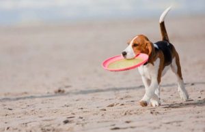 Aidaa: Spiagge off-limits per fido solo se con divieti esposti