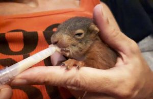 Ad Albenga è stato salvato un cucciolo di scoiattolo rosso