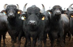 Messaggio ricerca sangue per bimbo di 17 mesi: è una bufala che gira dal 2007