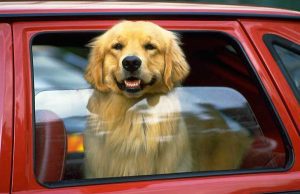 Francese lascia il cane in auto per oltre cinque ore ad Alassio: denunciato