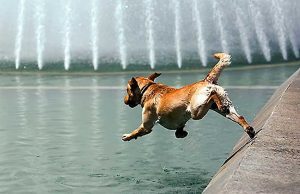 Con il caldo animali domestici a rischio: i consigli Genova, bollino rosso fino a giovedì: attenzione massima ad anziani e fragili