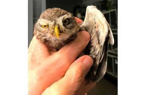 Soccorso Enpa per una civetta ferita a Mioglia