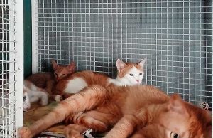 Cinque gatti sfrattati insieme al padrone a Varazze