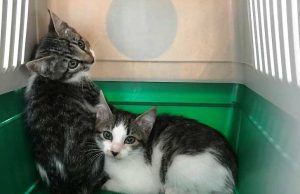 Ancora un abbandono di gattini nel savonese