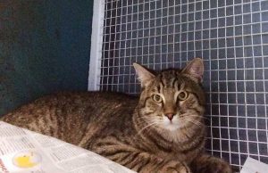 Appello, gattone ritrovato in via Garroni a Savona