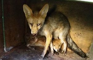 Due giovani volpi investite da auto nel savonese salvate dall’Enpa