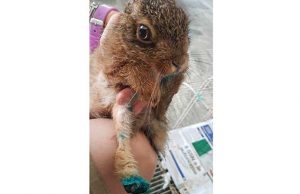 Giovanissimo leprotto falciato a Cengio