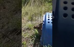 Liberato il leprotto falciato in un prato a Cengio | Video