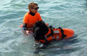 A Finale Ligure inziativa di Zooantropologia con i Terranova e i Golden