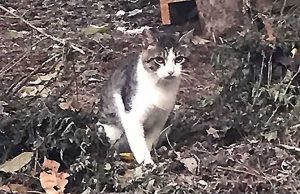 Kelly, Gigino e Brutus sono rimasti senza casa: distrutte le cucce