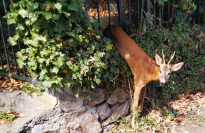 Capriolo infortunato per amore