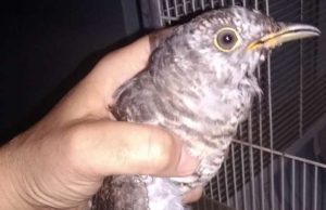 Salvato un cuculo al Gabbiano di Savona