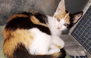 Lucetta, gattina ipovedente alla ricerca di un’adozione