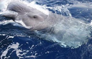 Avvistati tre capodogli nel Mar Ligure