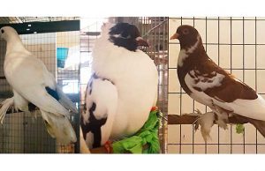 Colombi ornamentali alla ricerca di una casa