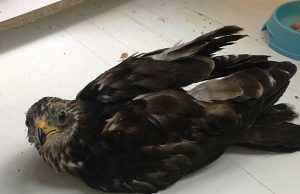 Falco pecchiaiolo in difficoltà soccorso dall’Enpa ad Andora