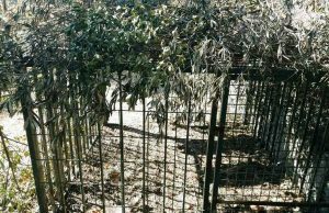 L’Enpa di Savona denuncia fucilazione di cuccioli di cinghiale a Bergeggi