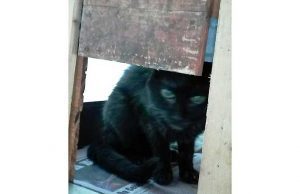 Segnalazione Enpa: Buca sulla strada di Tovo San Giacomo