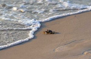 Invito dell’Enpa: Rispettate ogni forma di vita marina