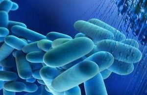 Legionella a Riva Ligure: docce vietate in una spiaggia libera