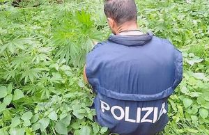 La polizia scopre maxi piantagione di marijuana a Vallebona: arrestato 50enne
