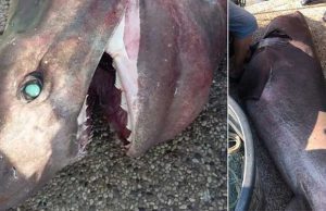 Squalo da 300 chili pescato al largo di Andora