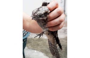 Altro raro volatile in difficoltà salvato dall’Enpa a Savona