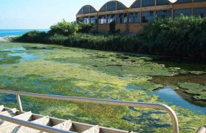 Dall’Enpa allarme per la foce del Pora a Finale Ligure