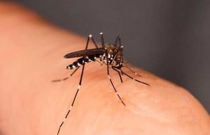 West Nile, nel Veneto muore anziano di 83 anni