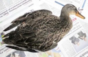 Moria di volatili a Pietra Ligure