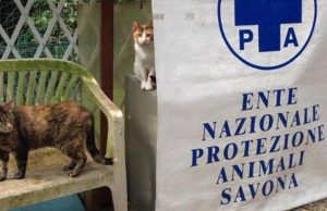 Trovata una gatta in un flipper a Savona