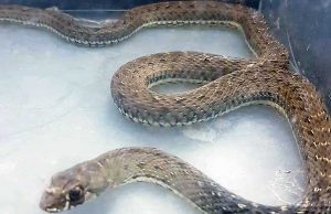 Recuperato serpentello in via Buozzi a Savona