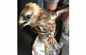 Enpa soccorre raro falco pecchiaiolo a Vado