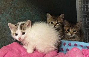 Cucciolata di gattini rischia di annegare, salvati dall’Enpa