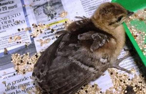 Enpa: aumentano i salvataggi di pavoni a Savona e Genova