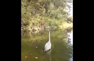 Liberato dall’Enpa l’airone cenerino in Valbormida | Video