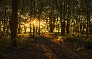 Progetti di antincendio boschivo per la sicurezza in Liguria