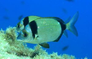 A Imperia Laigueglia per il salto dell’acciuga