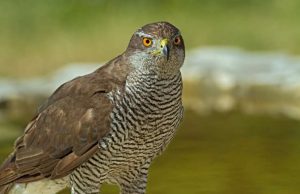 Astore ferito e soccorso a Cairo Montenotte