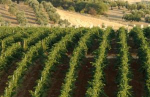 Slow Food incontra l’associazione biodinamica