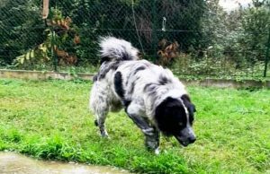 Domenica ad Albenga l’evento Porte aperte al canile