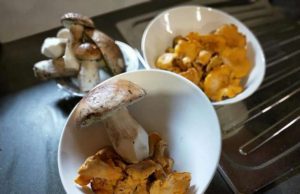 I funghi di Zum Zeri su una rete tv franco tedesca