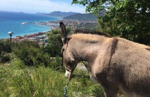 Il parco natura Asinolla festeggia Halloween