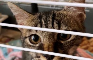 Iniziativa Enpa in favore di un micio a Savona