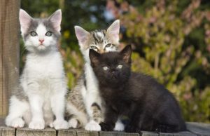 Nutri la mente e sfami un gatto