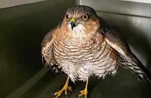 Sparviere in difficoltà ad Alassio portato dall’Enpa di Savona