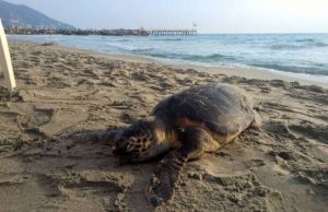 Tartarughe spiaggiate per via del maltempo dei giorni scorsi